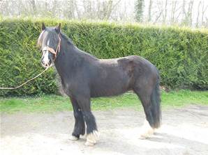 Jument Irish Cob