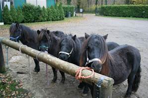 Lots de 4 shetlands