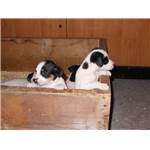 Chiots JACK RUSSEL non LOF