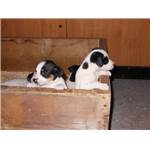 Chiots JACK RUSSEL non LOF