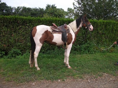 Cheval Pie rouge de 3 ans