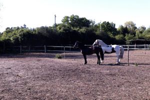 Paddocks pour chevaux