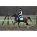 Poney Arabe Hongre