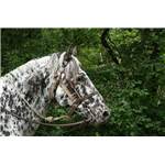 Appaloosa OI Hongre