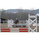 Poney Arabe Hongre