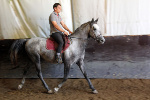 Jeune Cheval Lipizzan