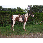 Cheval Pie rouge de 3 ans