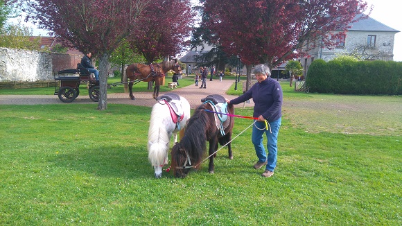 Tours en calche et  poneys