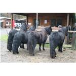 Lots de 4 shetlands