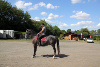 Jeune Cheval Lipizzan