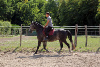 Jeune Cheval Lipizzan