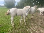 Jeune Cheval oc paint horse / appaloosa 