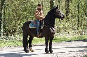 Cheval Hongre OI