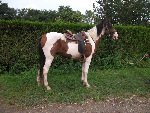 Cheval Pie rouge de 3 ans