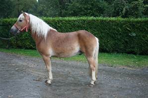 Poney typé Aflinger