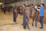 PENSION BOXE + PADDOCK