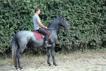 Jeune Cheval Lipizzan