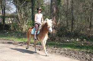 Poney typé Aflinger