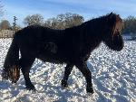 Poney onc shetland 