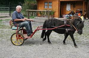 Poney Shetland