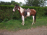 Cheval Pie rouge de 3 ans