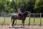 Jeune Cheval Lipizzan