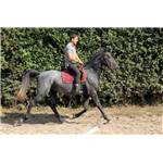 Jeune Cheval Lipizzan