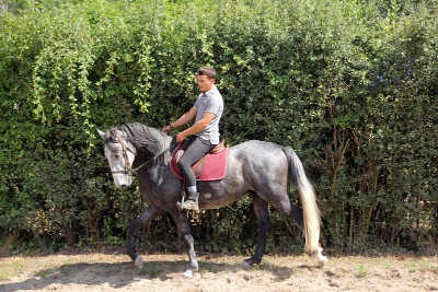 Jeune Cheval Lipizzan