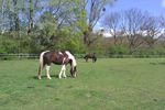 Pension pour chevaux au pr proche Paris